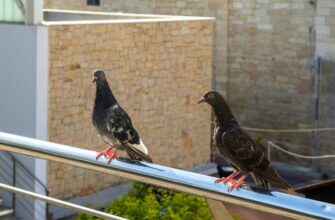 Как избавиться от голубей эффективные и безопасные решения