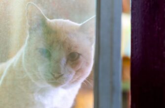 Сетки на окна в Израиле защита от насекомых и безопасность животных