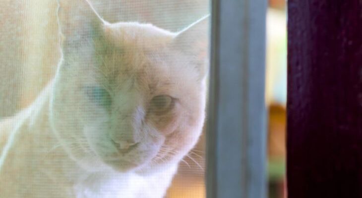 Сетки на окна в Израиле защита от насекомых и безопасность животных